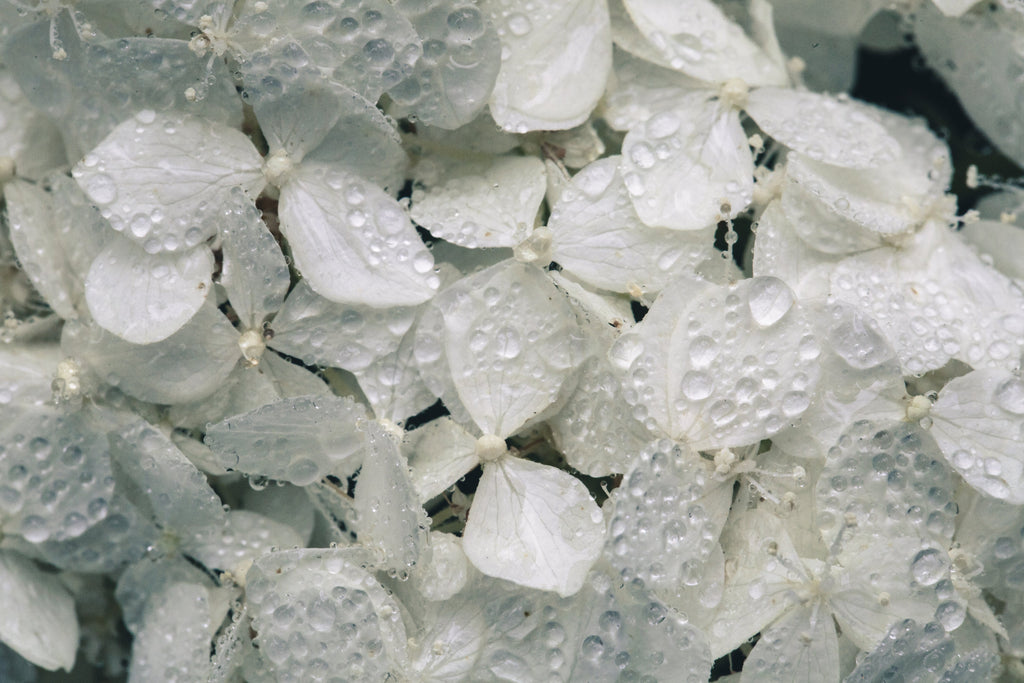 Close-up of translucent leaves with water droplets on a dark background