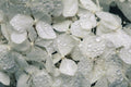 Close-up of translucent leaves with water droplets on a dark background