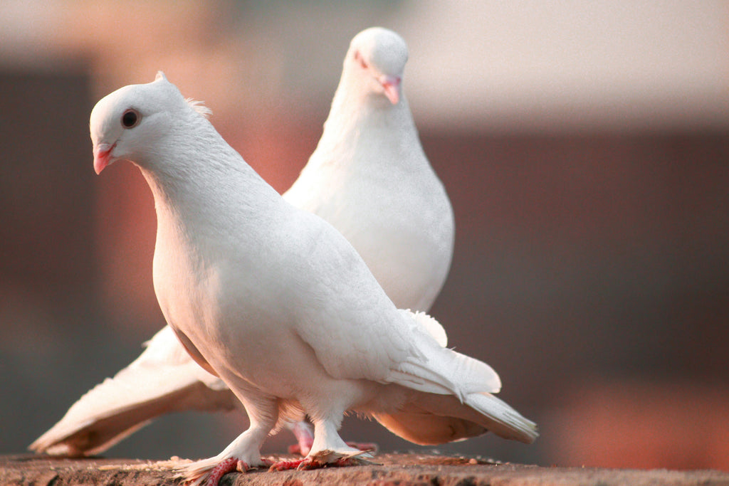 Two white doves standing on a wooden surface with a blurred background, symbols of trust, gentle openness and calm connection — a quiet moment of clarity.