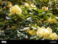 cluster of golden rhododendron blossoms opening in soft light, carrying a quiet sense of renewal, warmth and gentle unfolding.