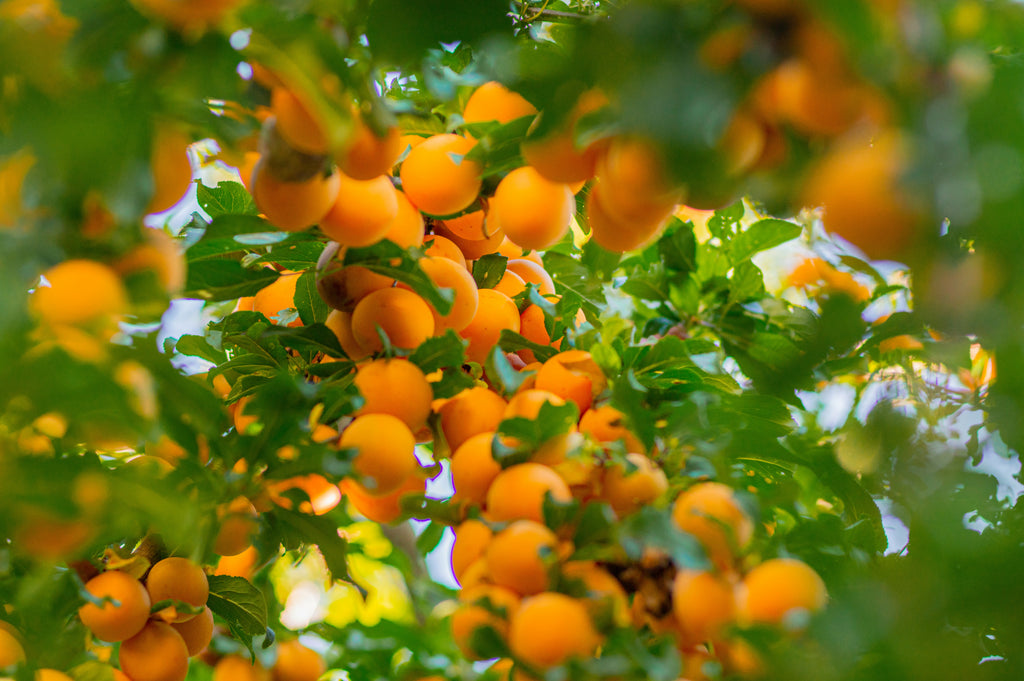 a lush orange tree carrying abundant fruit, reflecting natural giving and steady nourishment