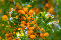 a lush orange tree carrying abundant fruit, reflecting natural giving and steady nourishment