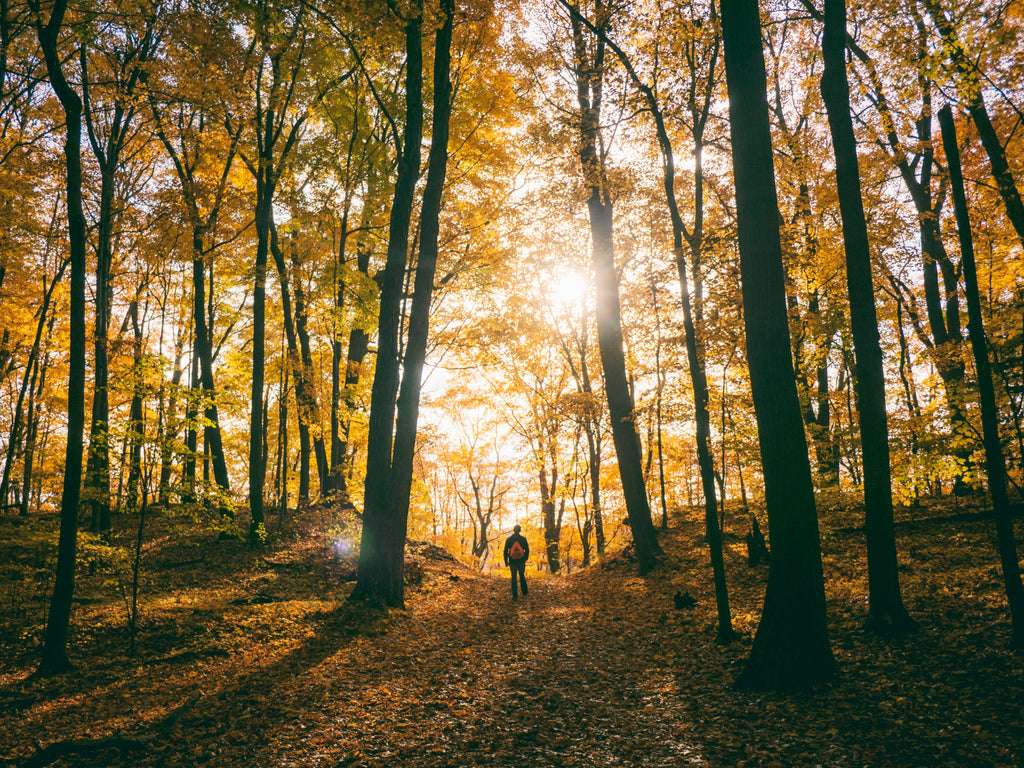 forestwalk