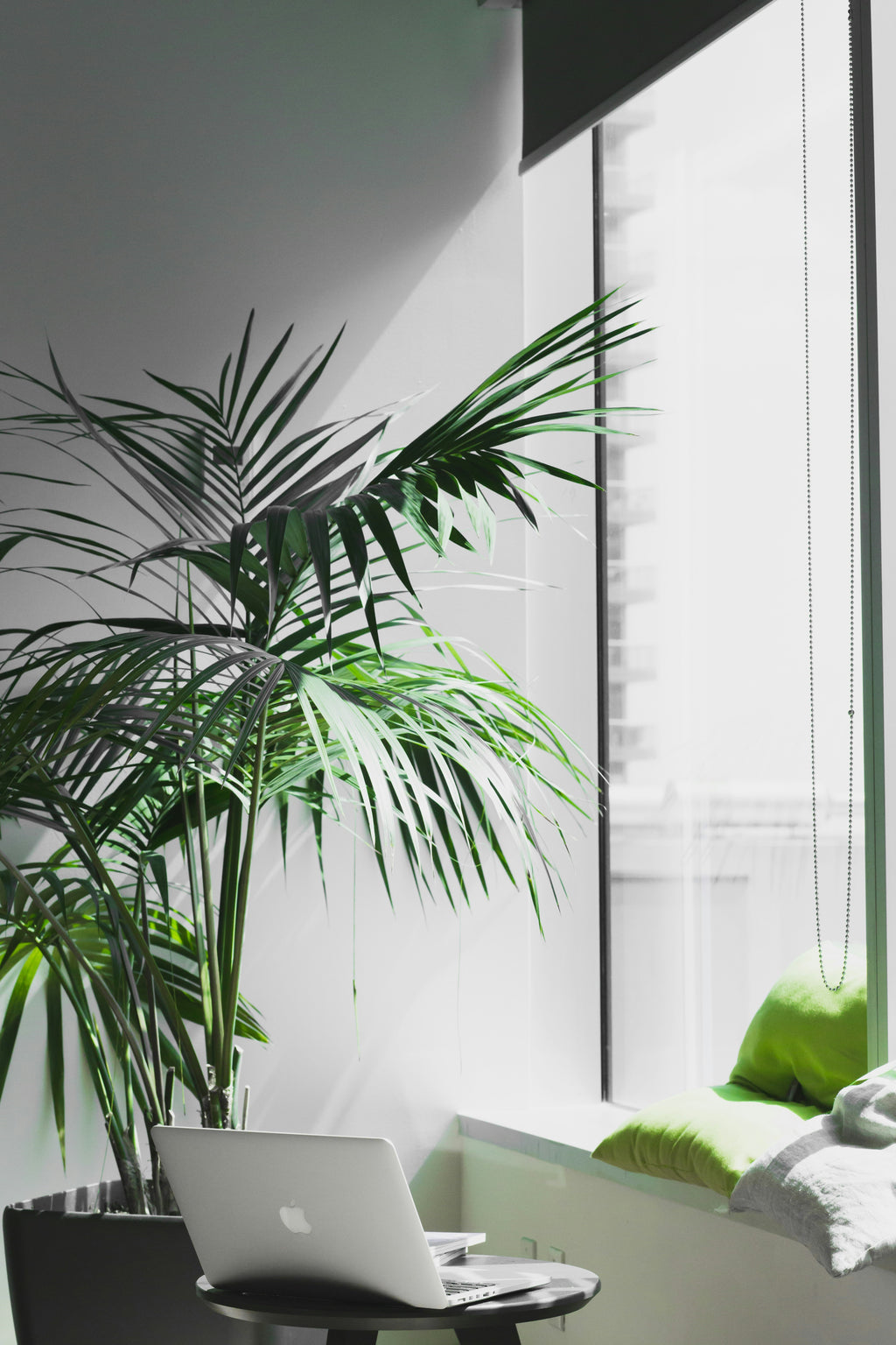 Bright office window with a laptop and a palm plant, overlooking open space — a calm symbol of perspective, clarity, and reflective leadership.