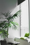 Bright office window with a laptop and a palm plant, overlooking open space — a calm symbol of perspective, clarity, and reflective leadership.