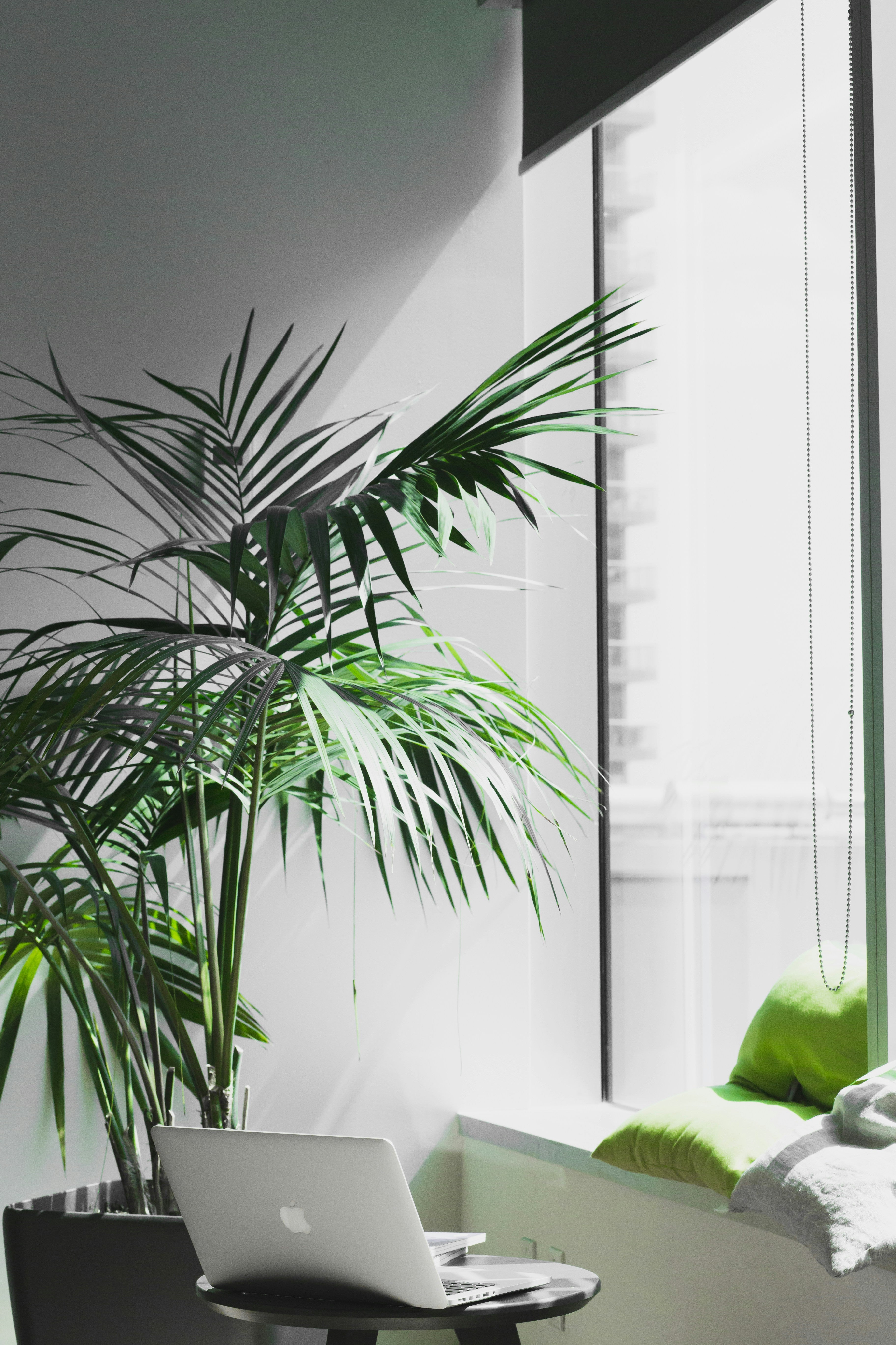 Bright office window with a laptop and a palm plant, overlooking open space — a calm symbol of perspective, clarity, and reflective leadership.