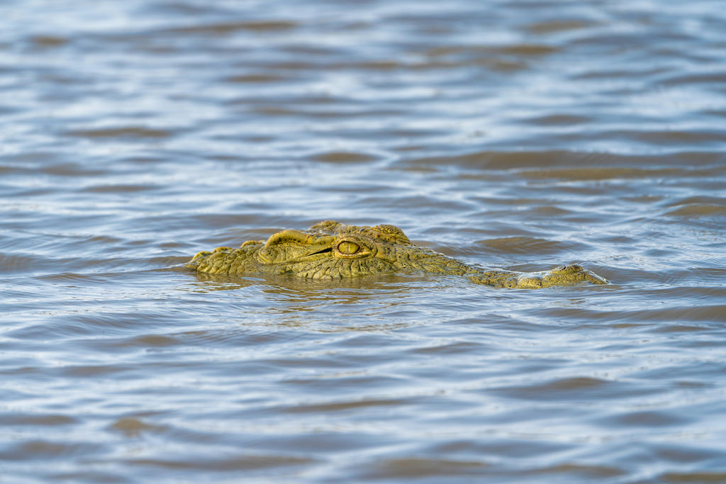 Crocodile partially submerged in water