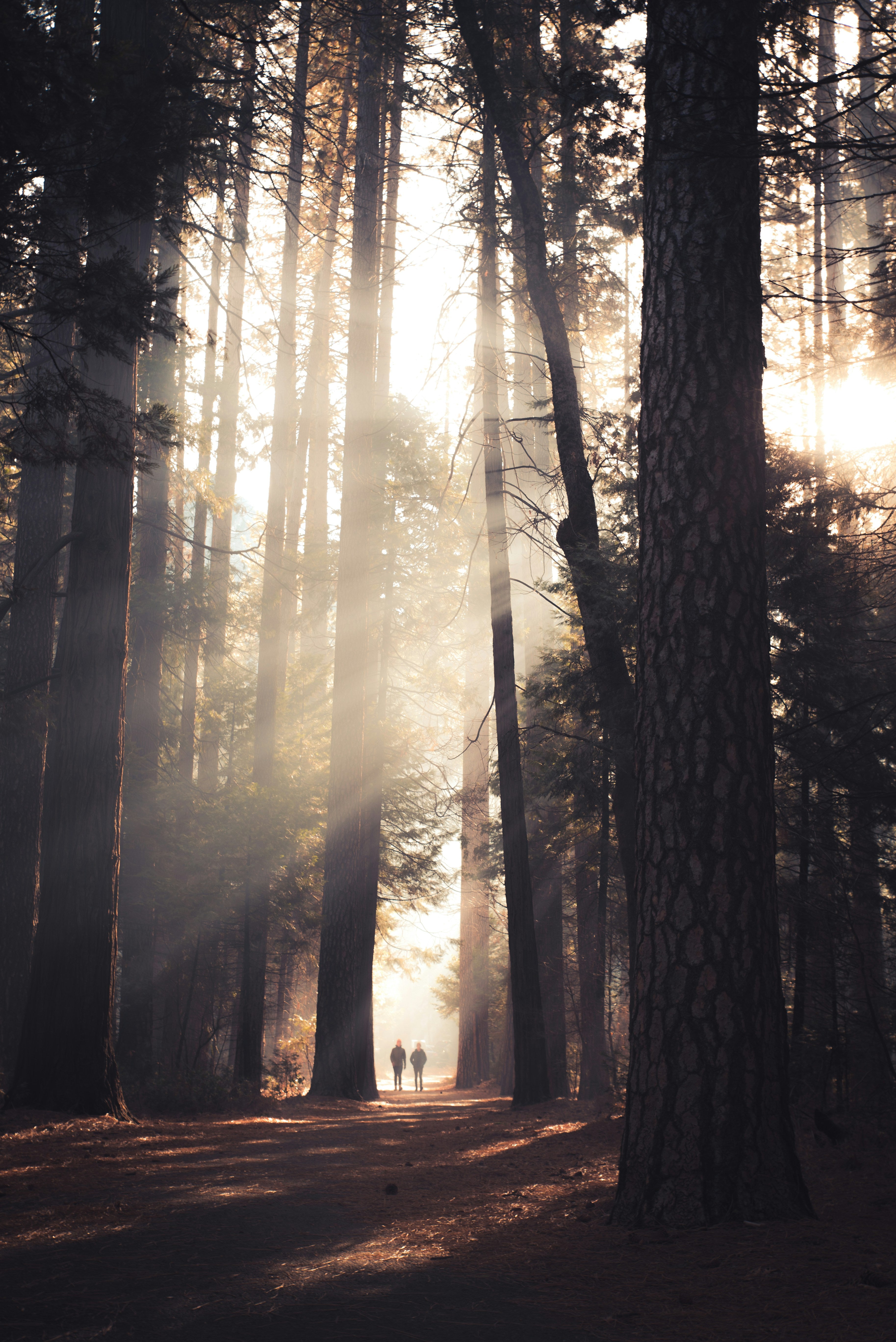 forestwalk