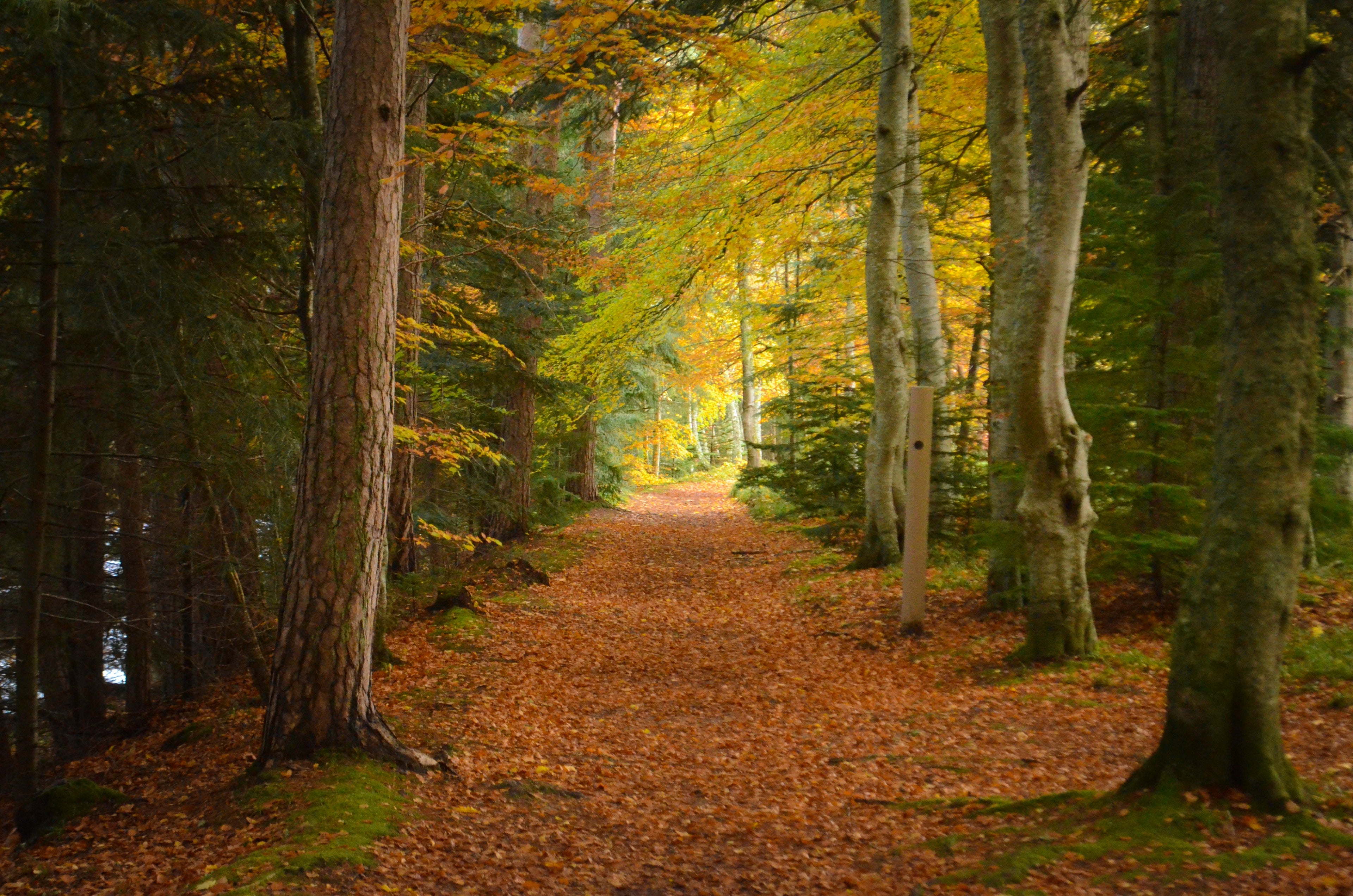 forestwalk
