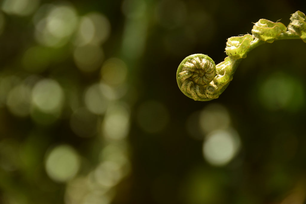 emergence