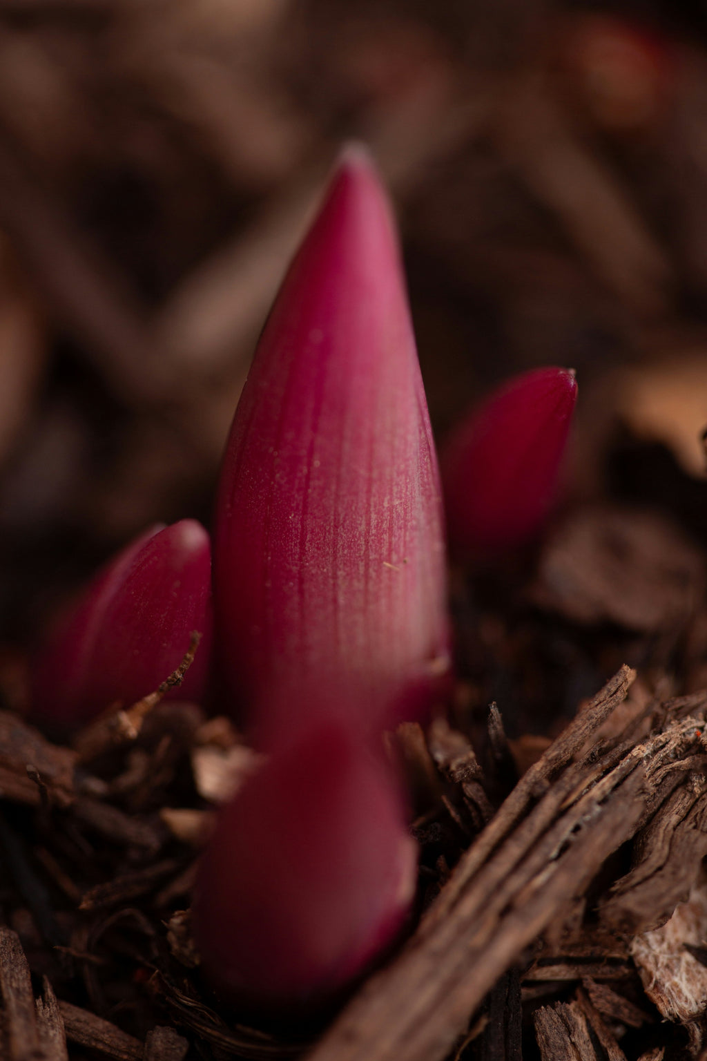 emergence