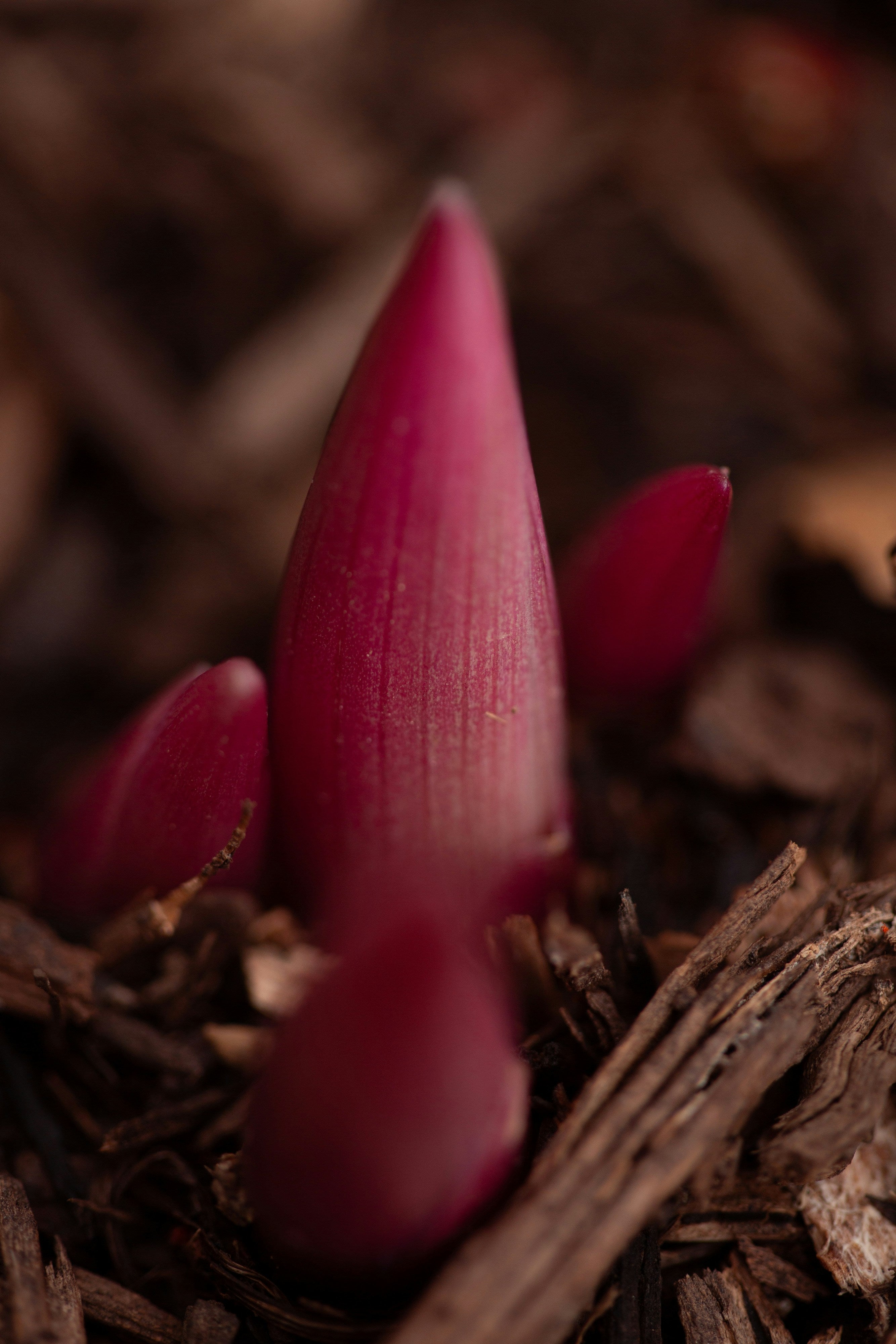 emergence