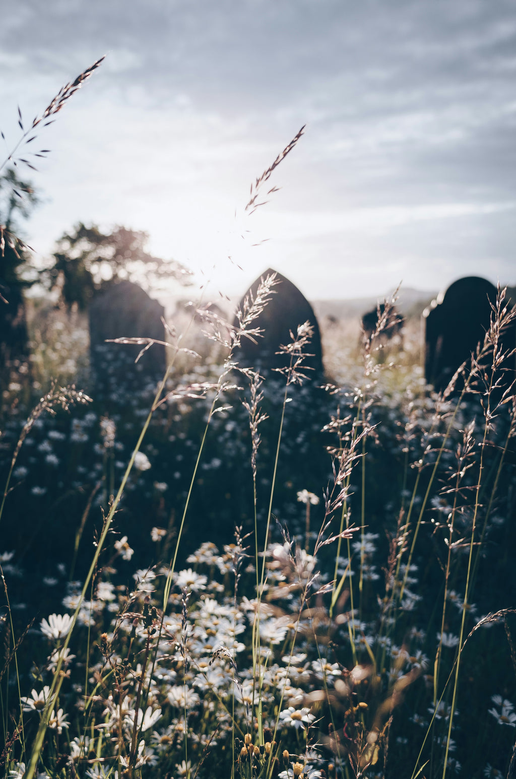a field of daisies and grasses with gravestones in silhouette, evoking continuity, stillness and the quiet presence of those who shaped our inner landscape.