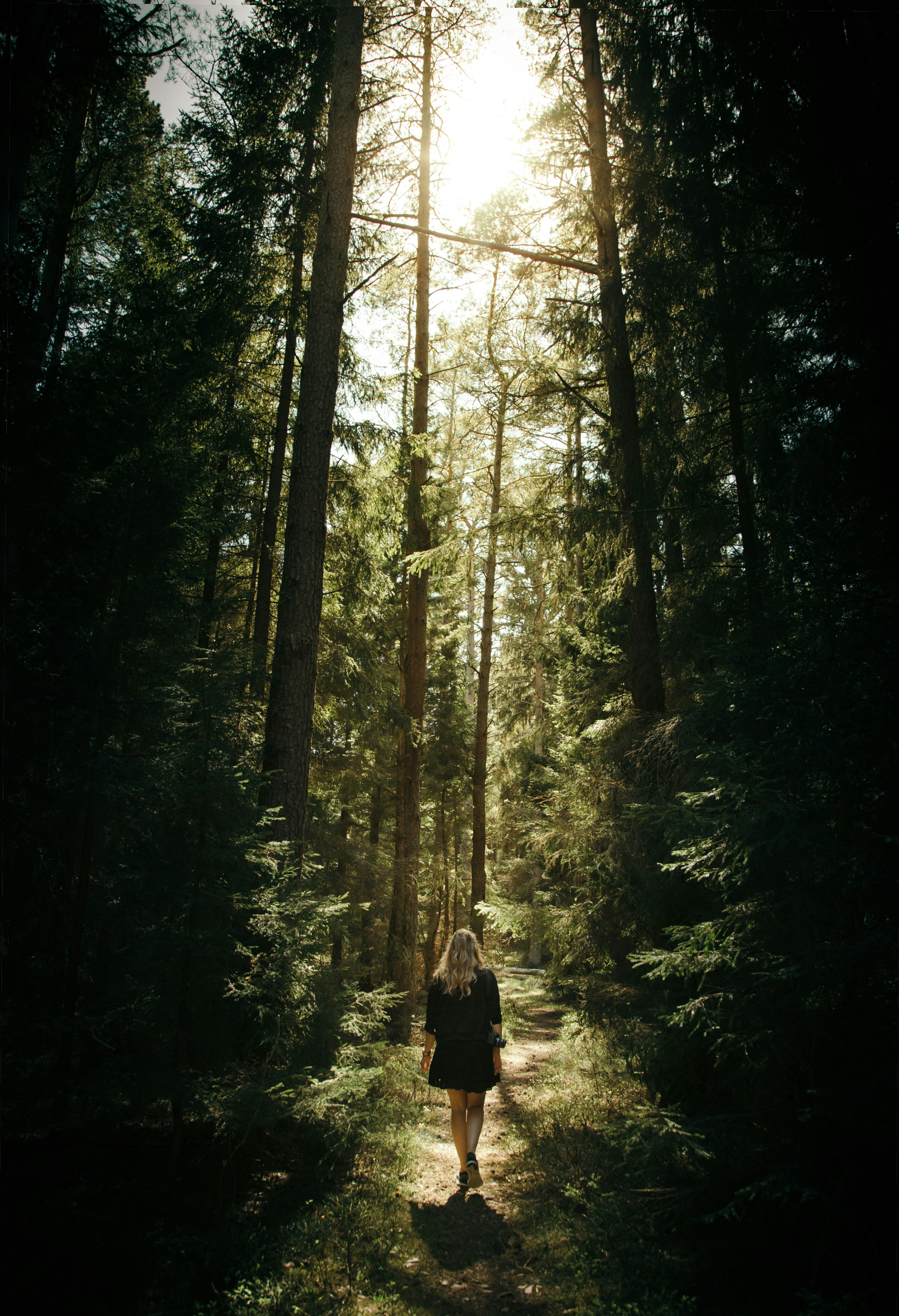 forestwalk