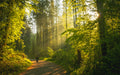 forestwalk