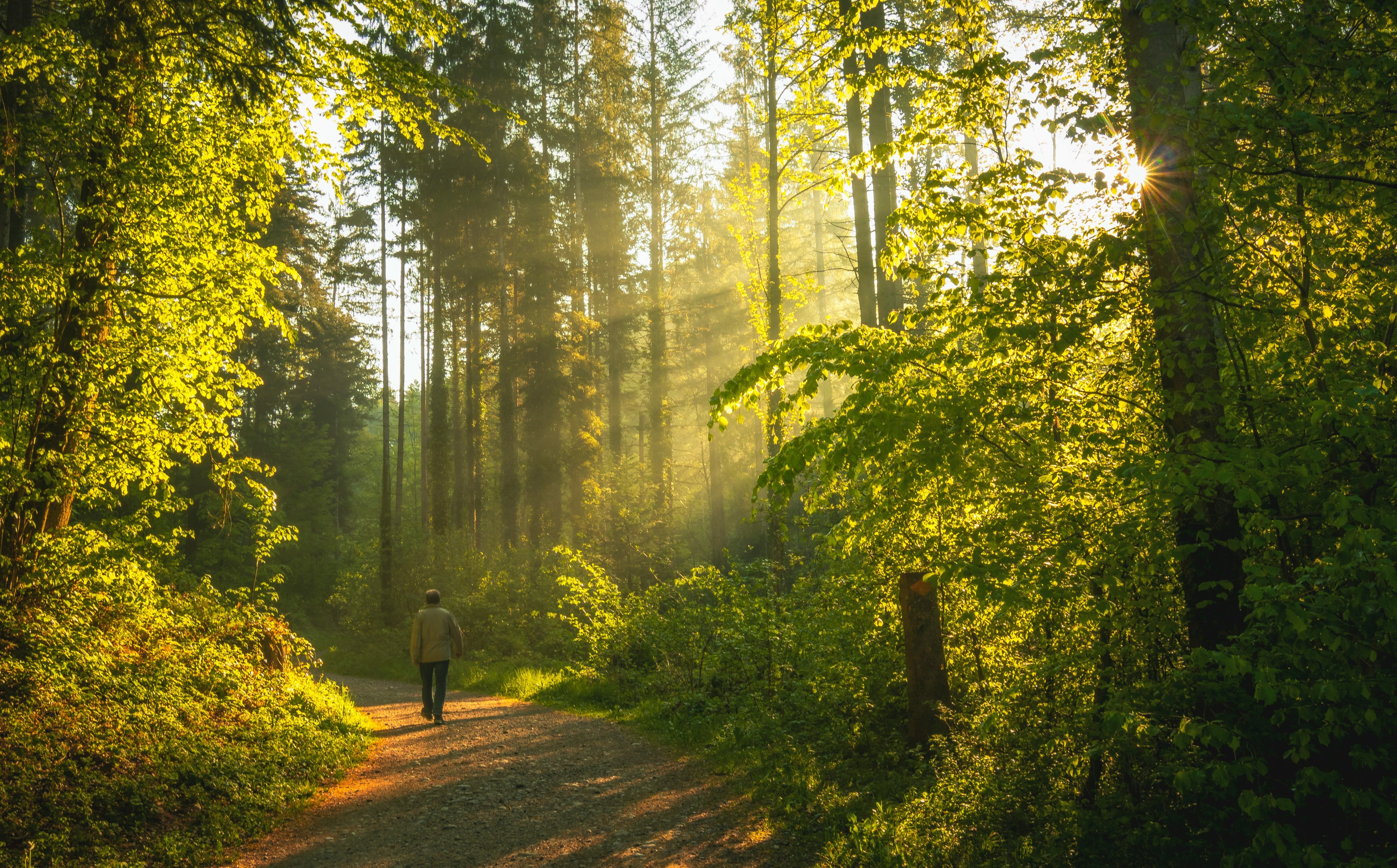 forestwalk