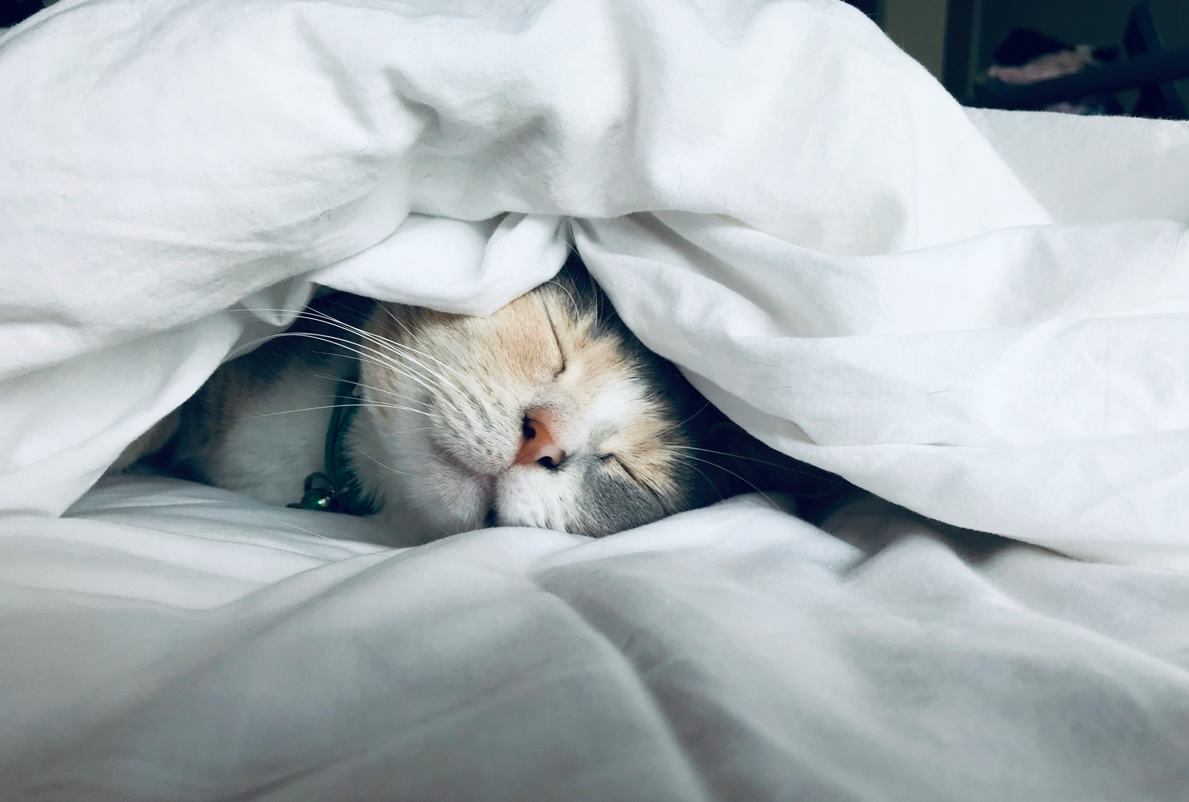 sleepwings