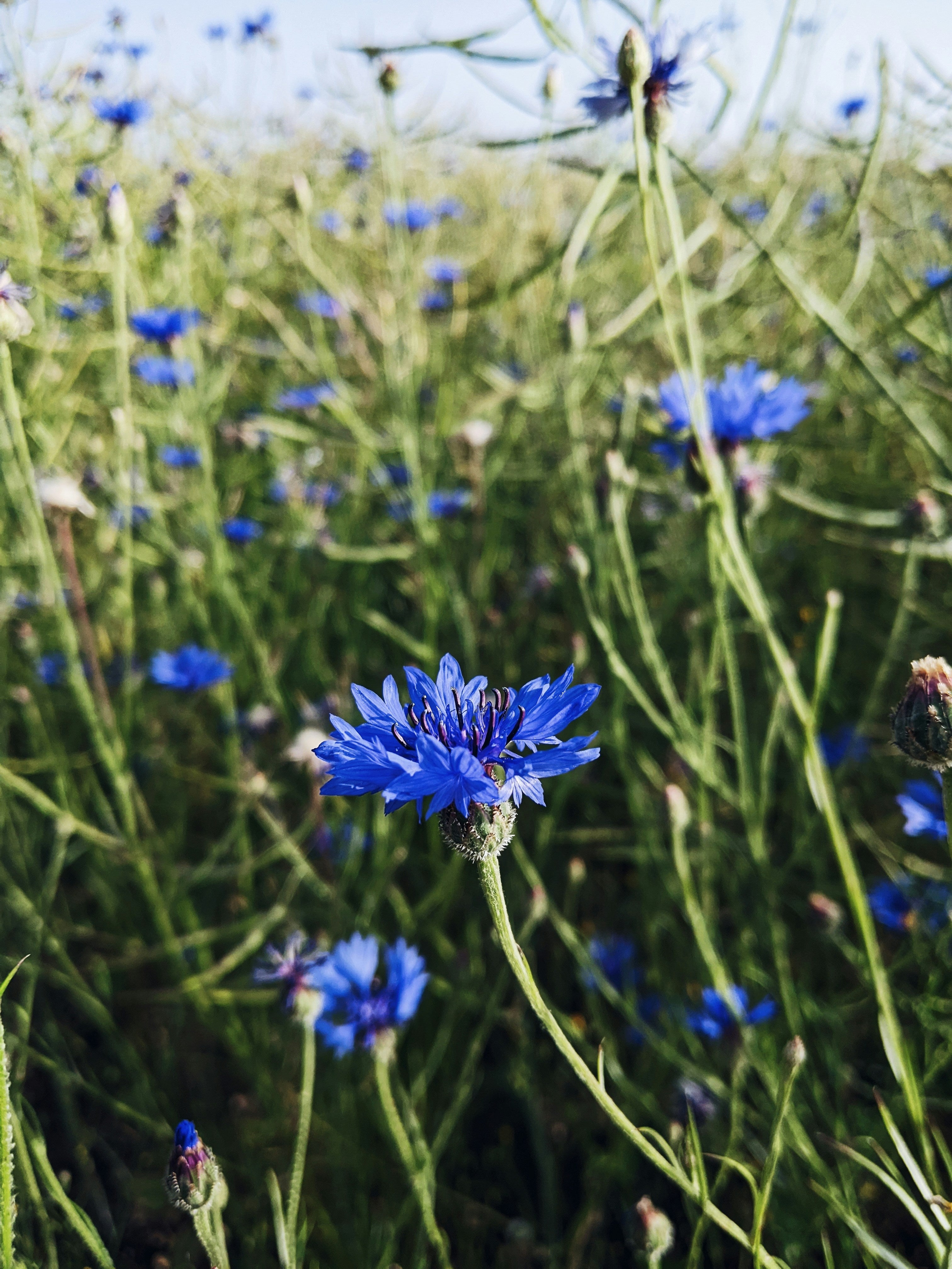 Blueflower