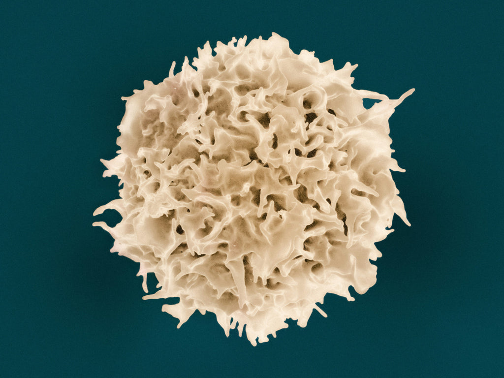 a colorized scanning electron micrograph of a t lymphocyte, showing a textured, branching surface that symbolizes inner protection, learned patterns and the quiet intelligence of immunity.