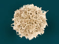 a colorized scanning electron micrograph of a t lymphocyte, showing a textured, branching surface that symbolizes inner protection, learned patterns and the quiet intelligence of immunity.