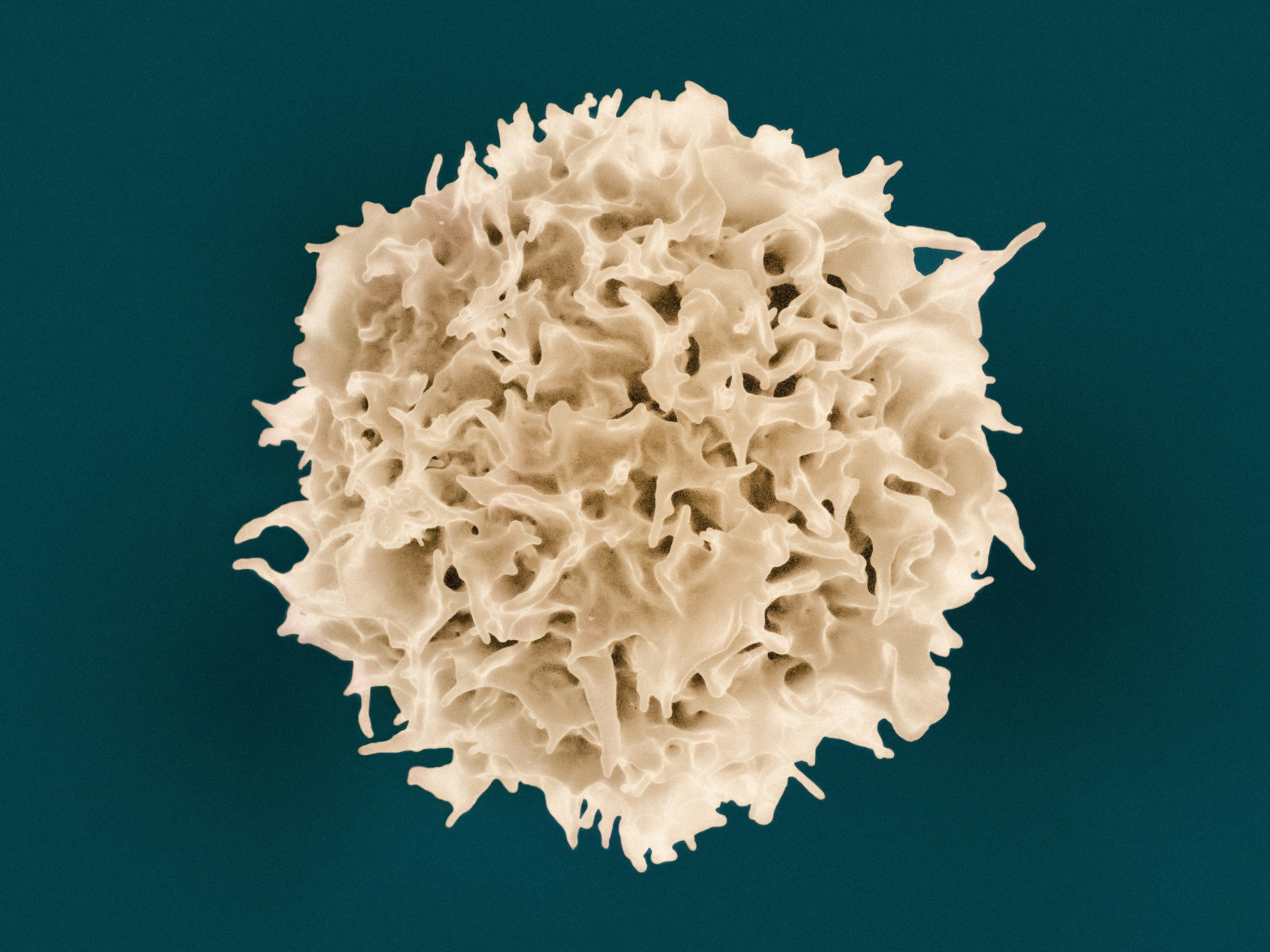 a colorized scanning electron micrograph of a t lymphocyte, showing a textured, branching surface that symbolizes inner protection, learned patterns and the quiet intelligence of immunity.