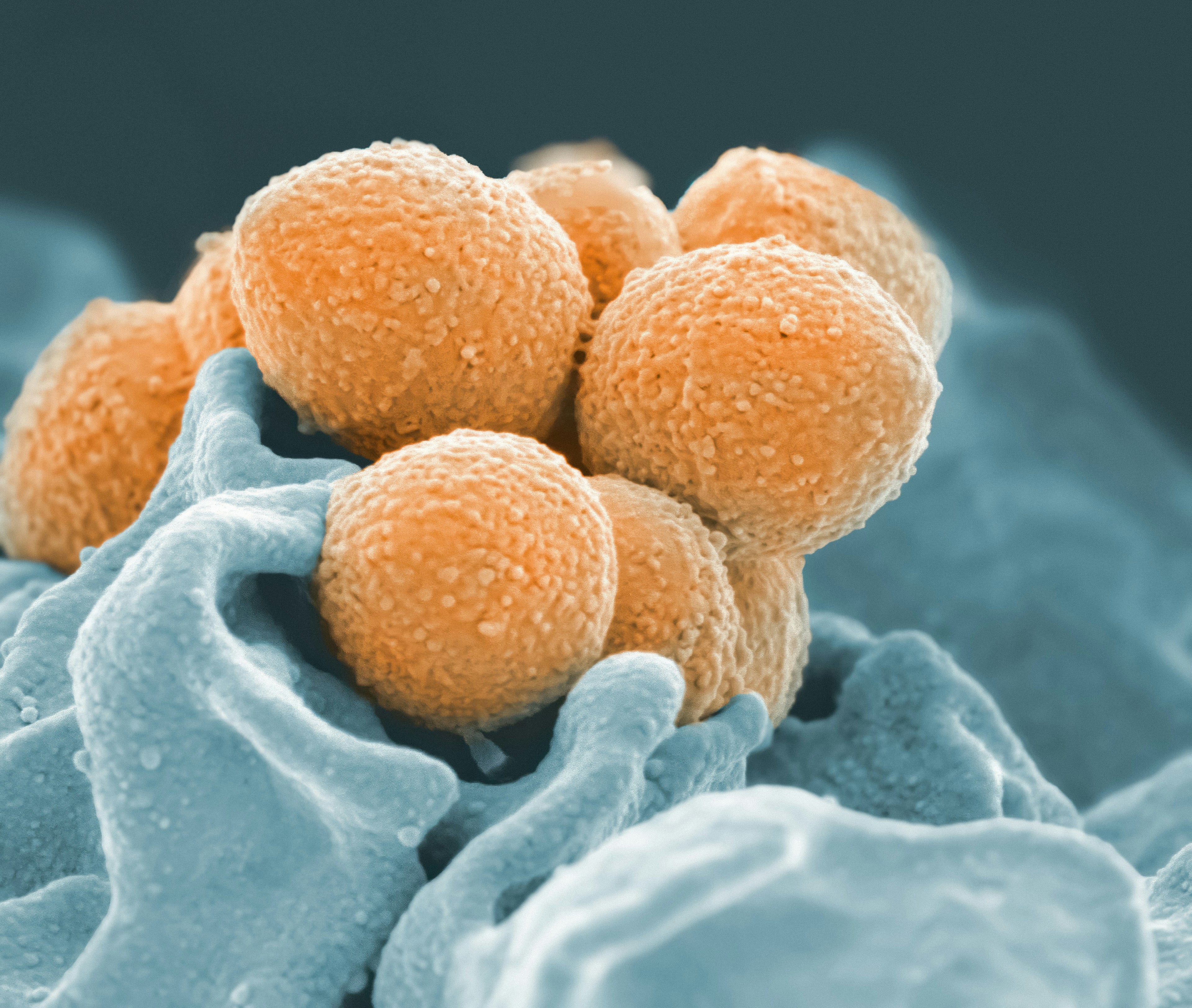 a colorized scanning electron micrograph showing a dynamic interaction between two cellular forms, symbolizing inner processes, learned patterns and the quiet intelligence of transformation.