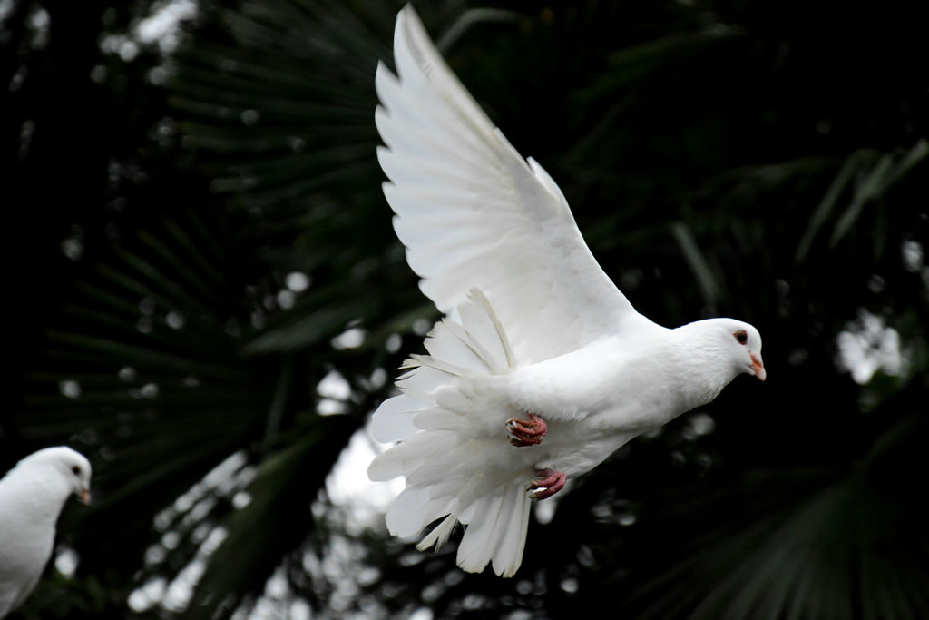 peace