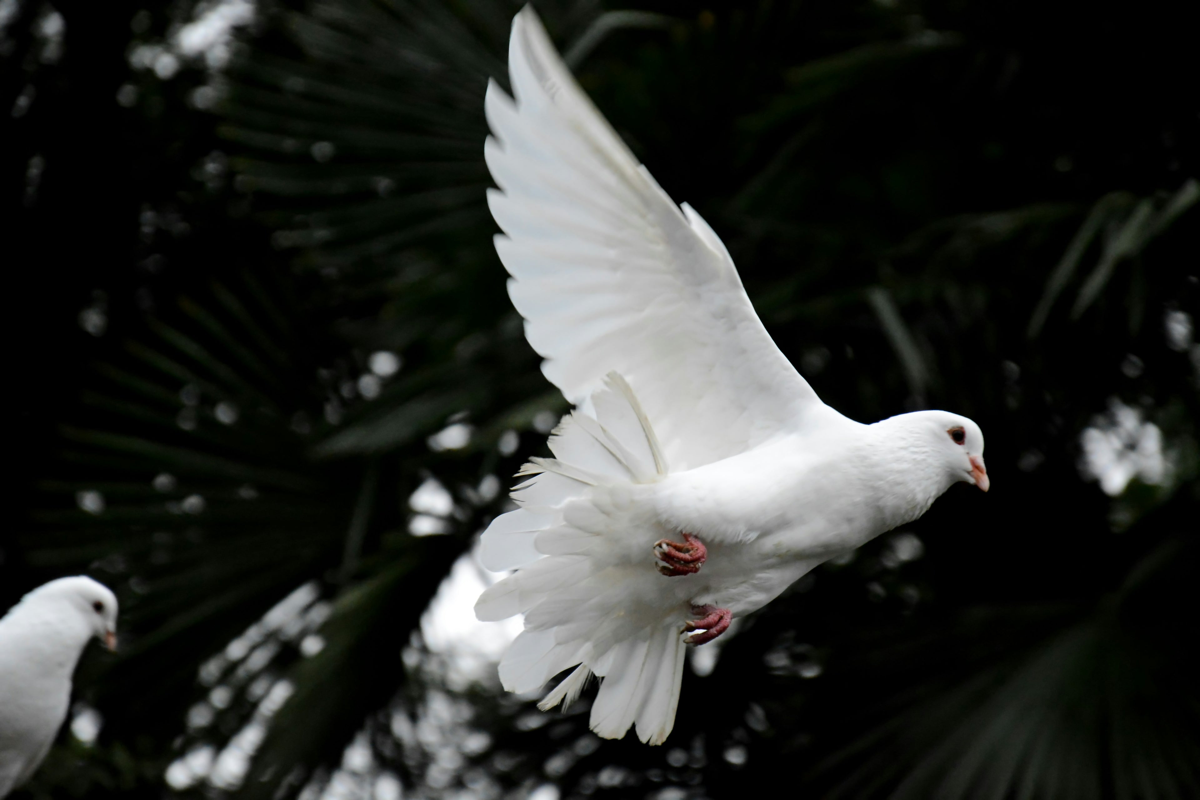 peace