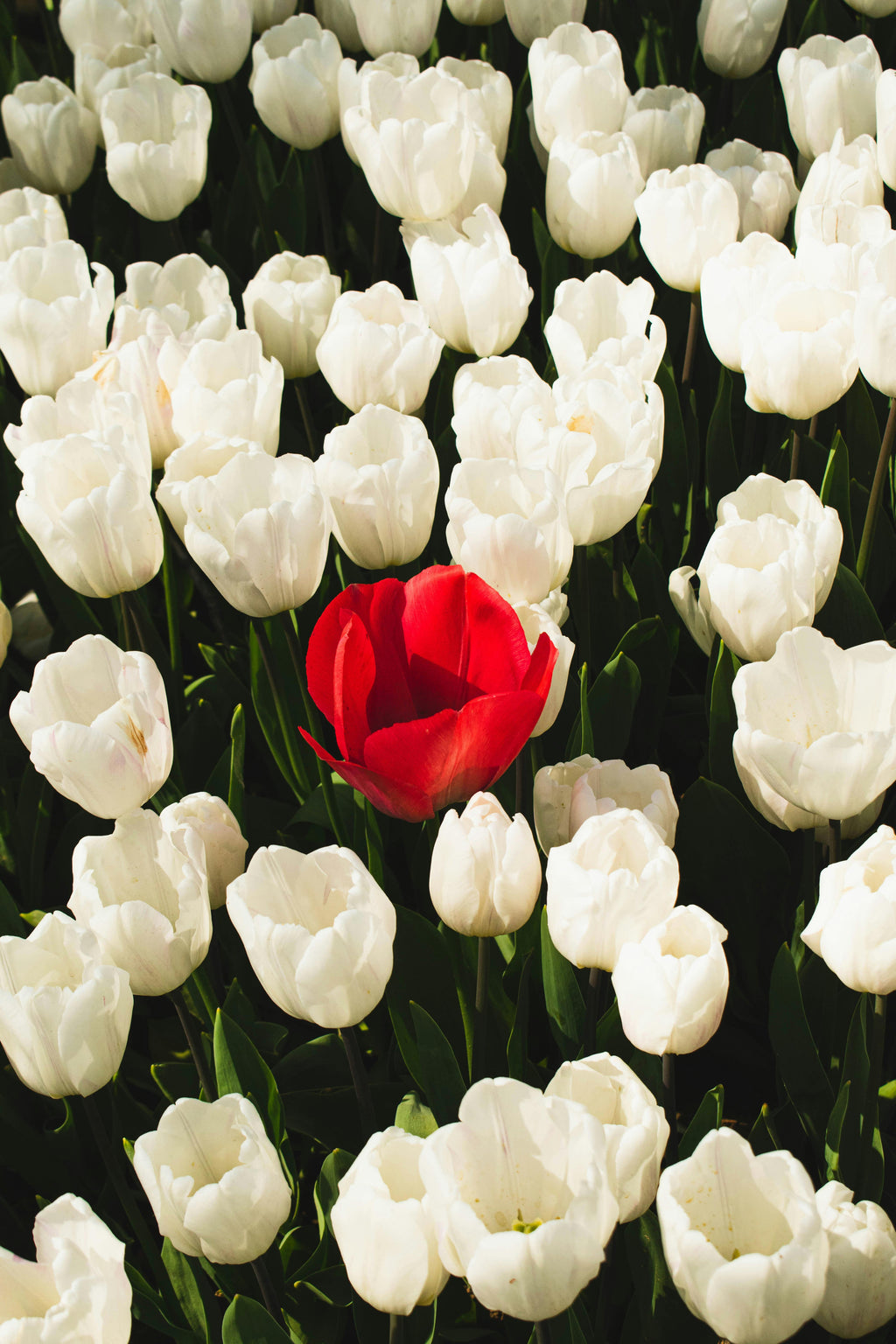 a single red tulip rising in a field of white tulips — a quiet symbol of identity, presence, and the courage to remain true to one’s own tone, even within a gentle, unified landscape.
