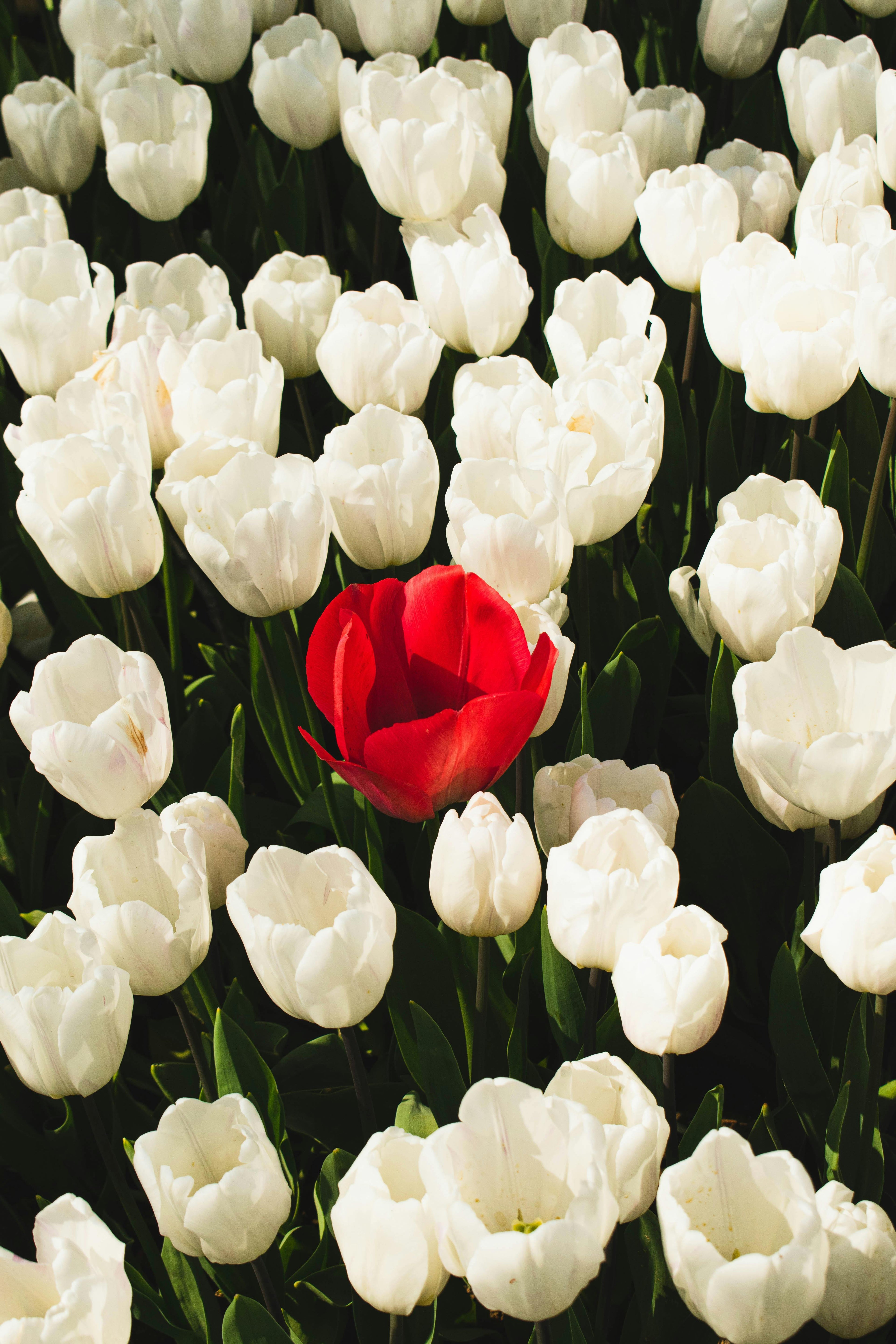a single red tulip rising in a field of white tulips — a quiet symbol of identity, presence, and the courage to remain true to one’s own tone, even within a gentle, unified landscape.