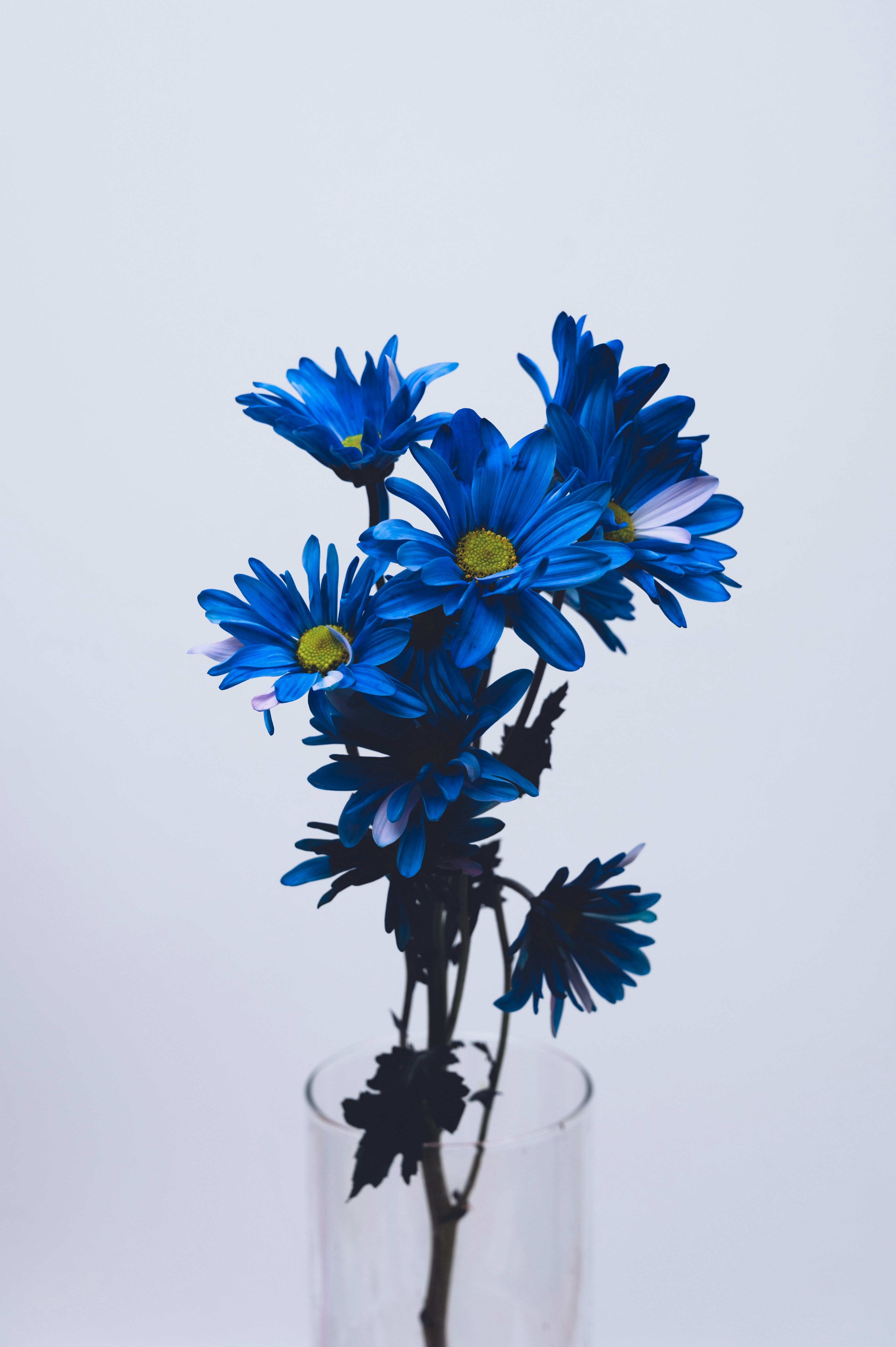 Blueflower