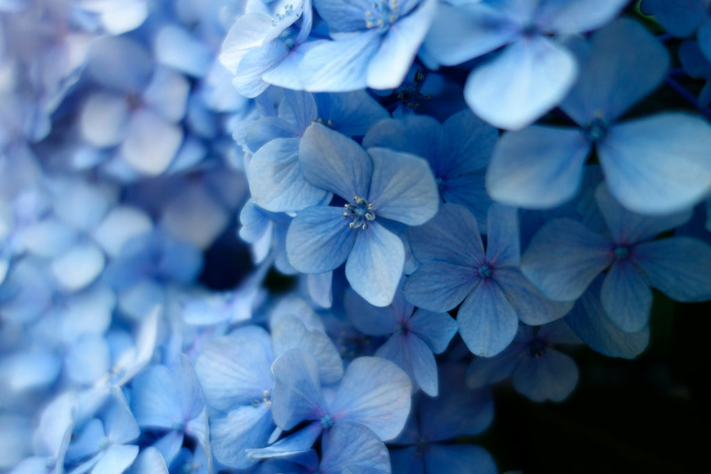 Close-up of blue hydrangea flowers with a blurred background