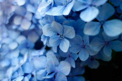 Close-up of blue hydrangea flowers with a blurred background