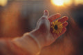 A close-up of a person's hand holding a small yellow flower, backlit by warm golden sunlight against a blurred outdoor background.